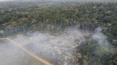 Blocking deforestation law could make EU look ‘ridiculous’, former commissioner warns